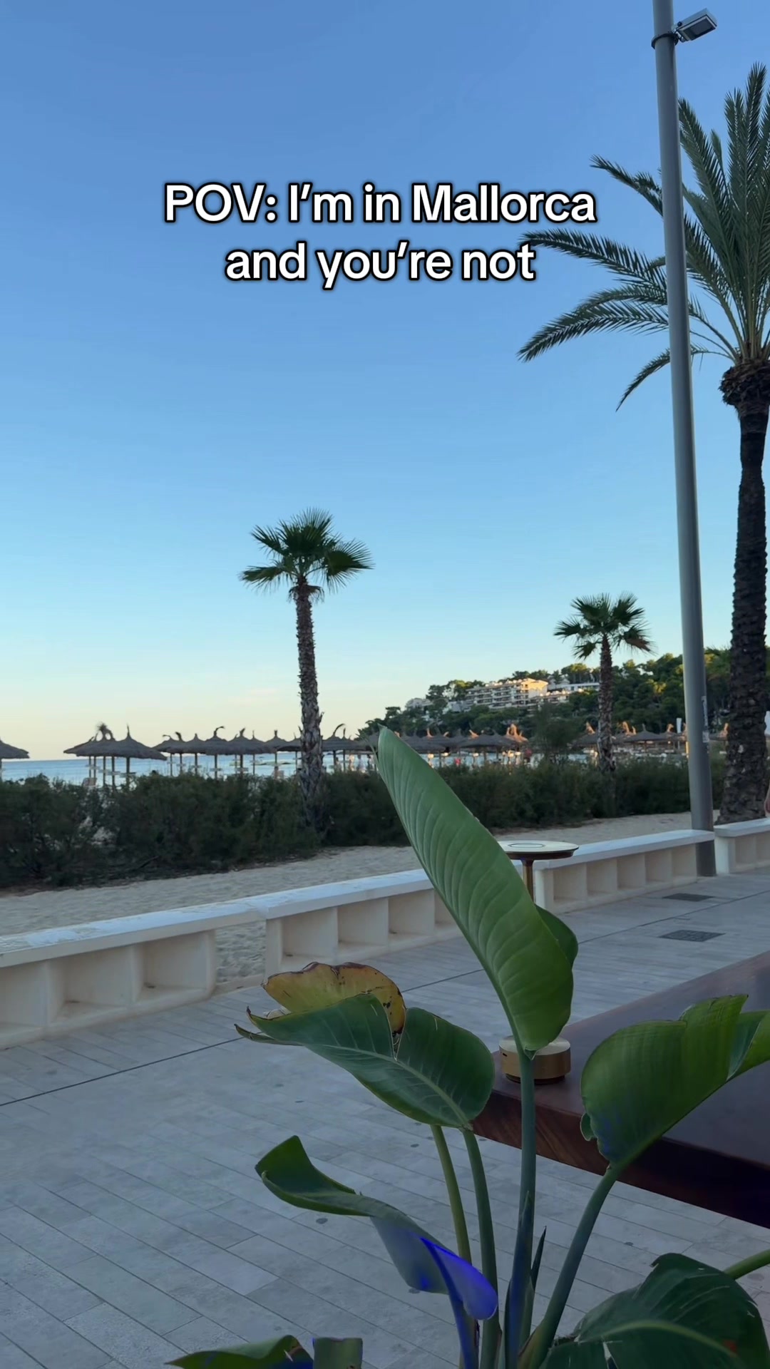 @magalufdaily