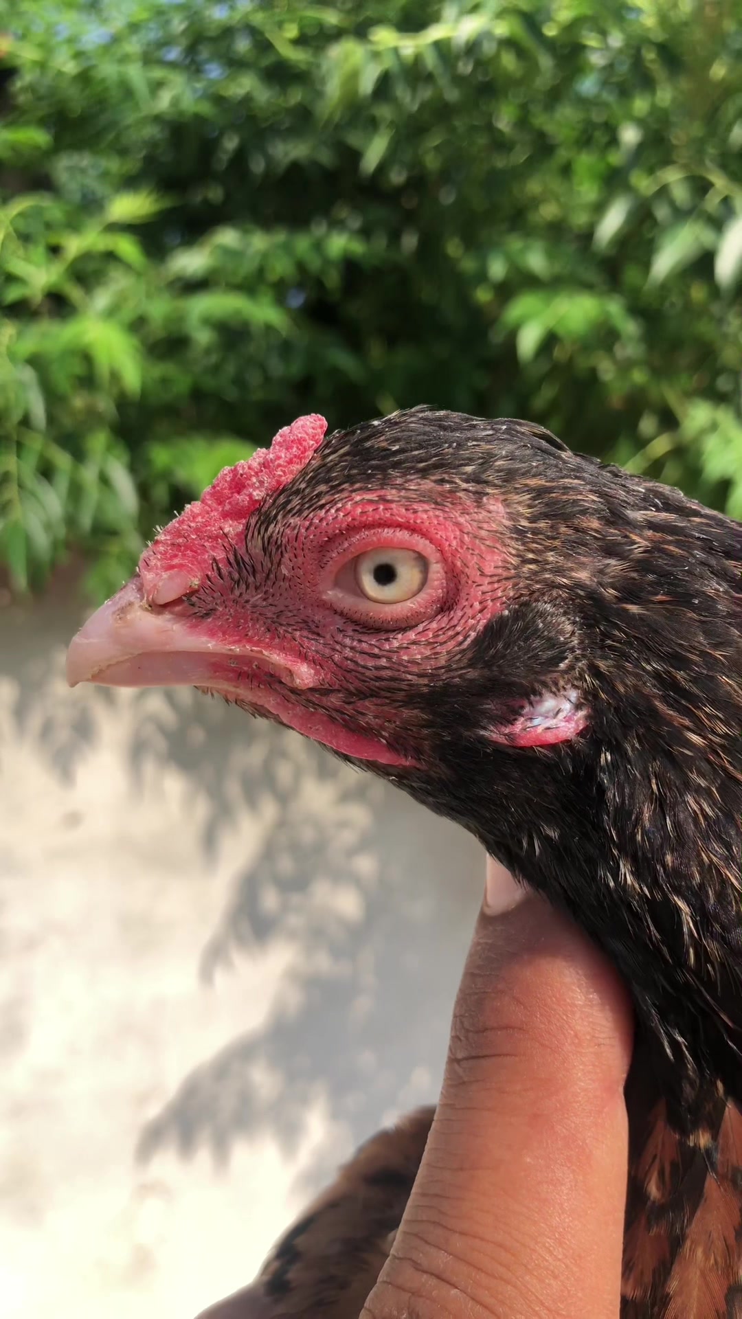 @Poultry Markaz