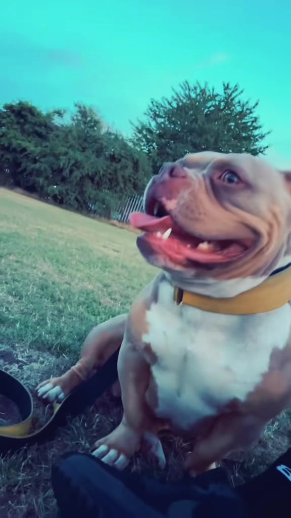@certidogzuk