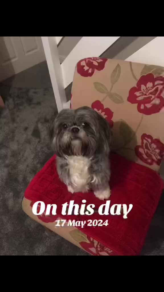 @Mimi the Shihtzu