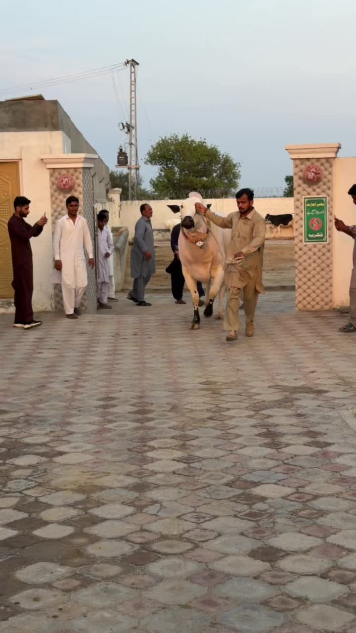 @Dr Eman ali 2