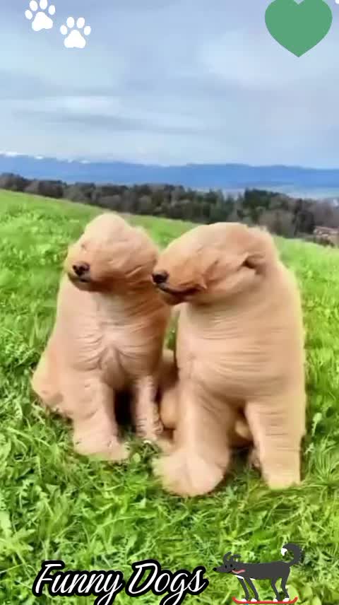 @Gulp 🇦🇹Team Chihuahua ❤