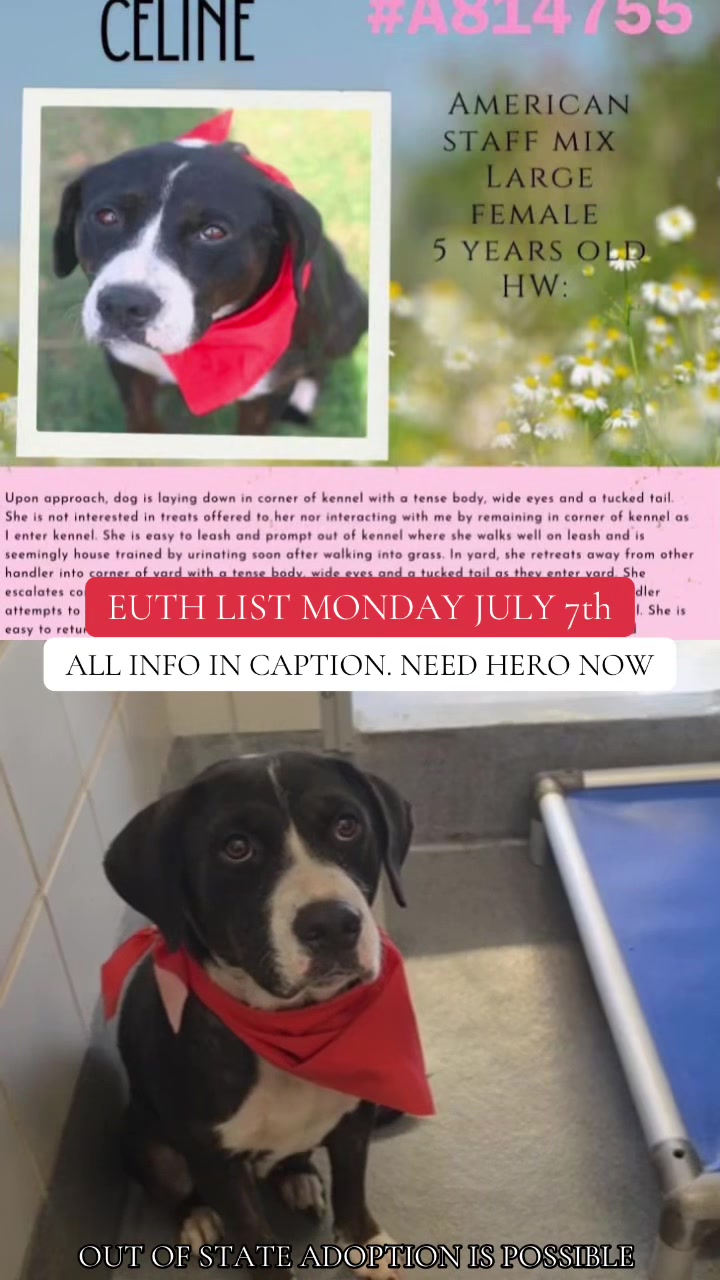 @@rescuedogs911