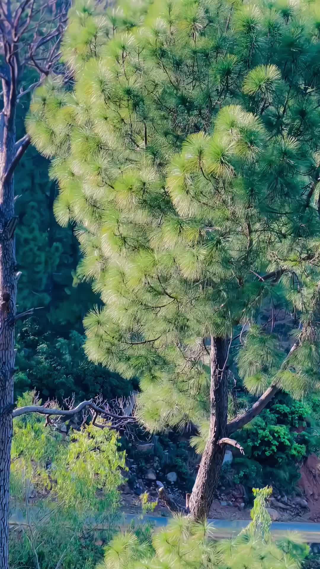 @حُسن پرست 🫀