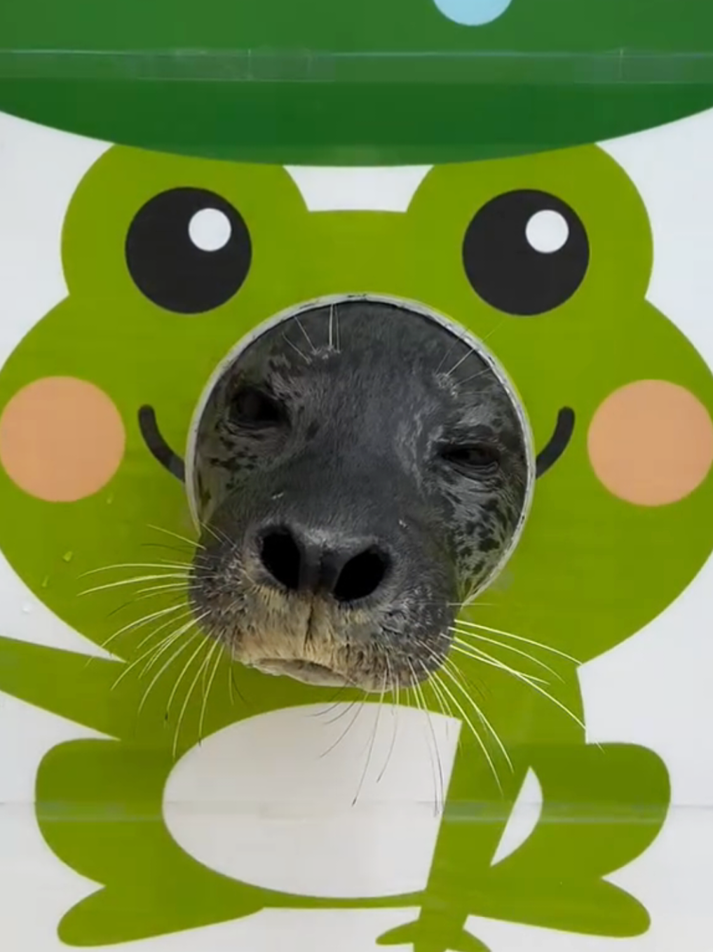 @🩷🎀 seal 🦭🩷