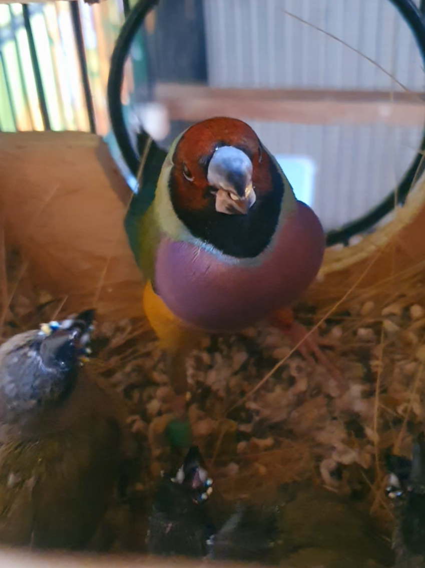 @B for birds