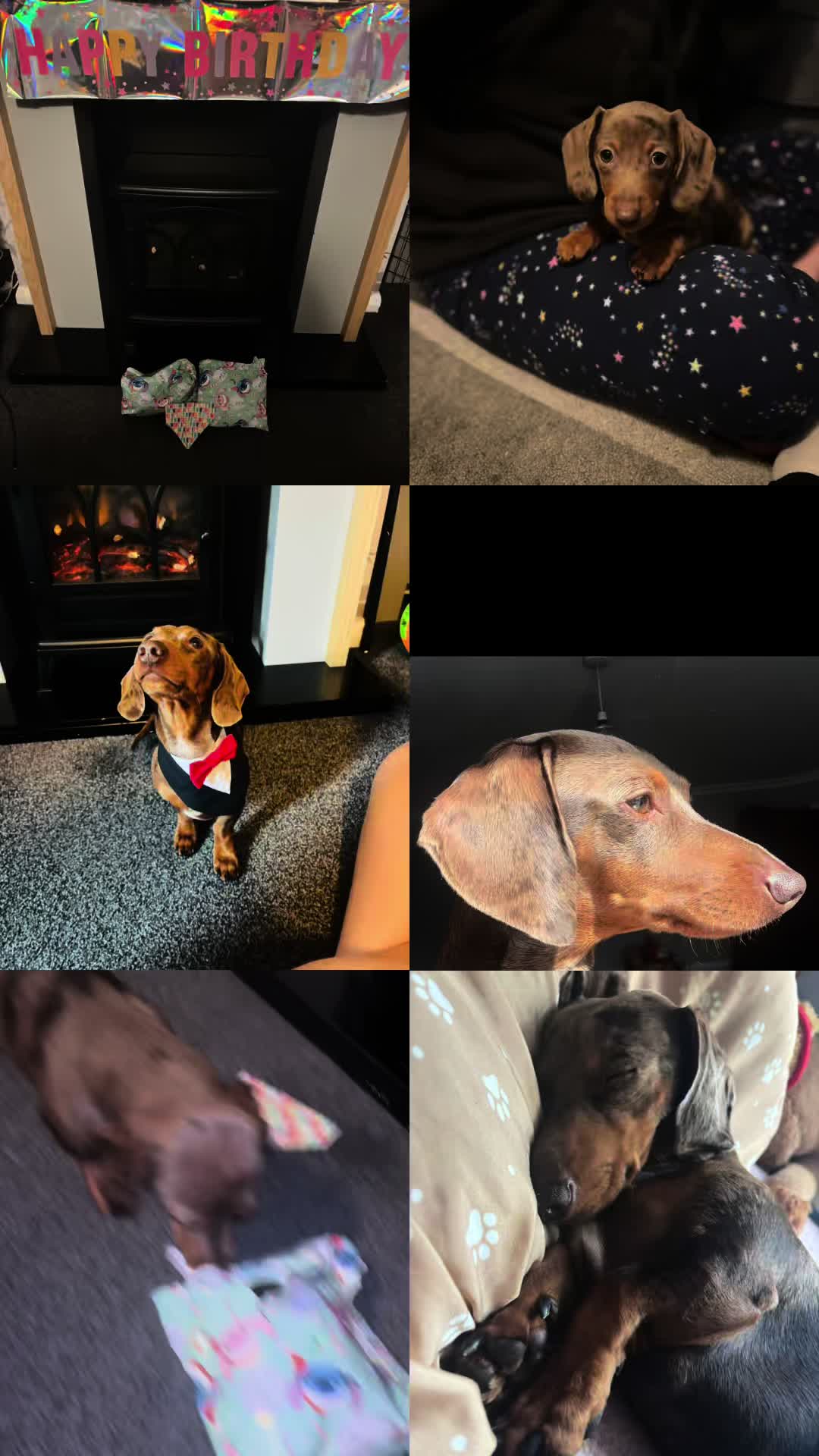 @marleythesausagedog