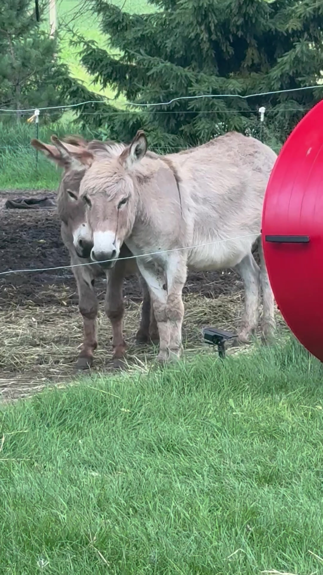 @Safe Place Pastures, Inc.