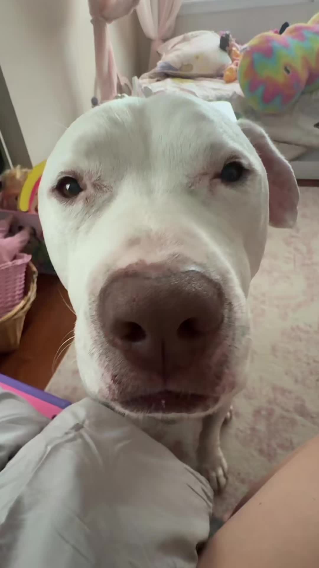 @DIOJI.the.DOG