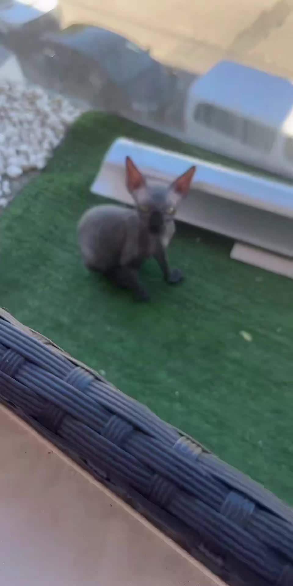 @vanilleetbeerus