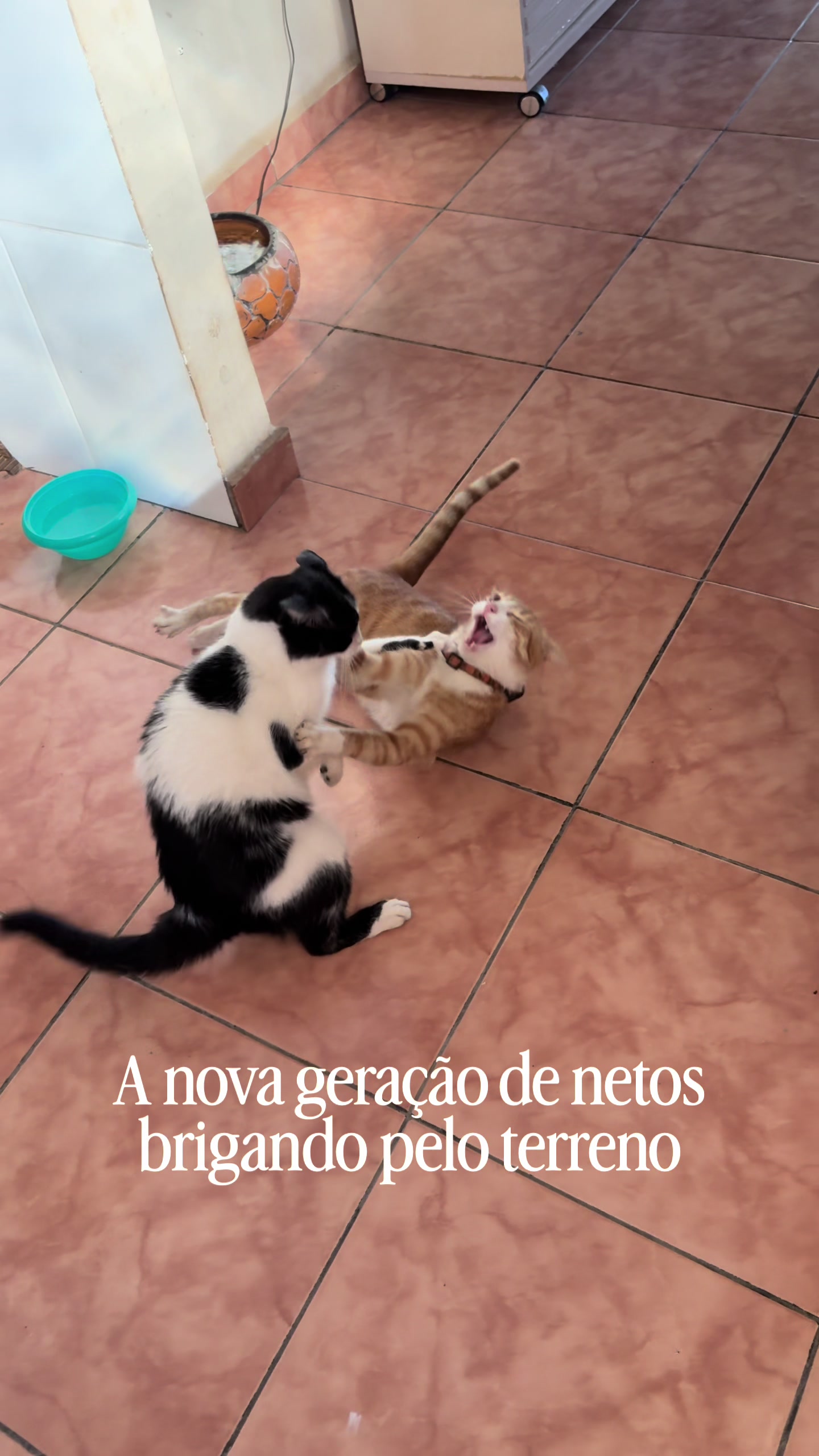 @loheseuspets
