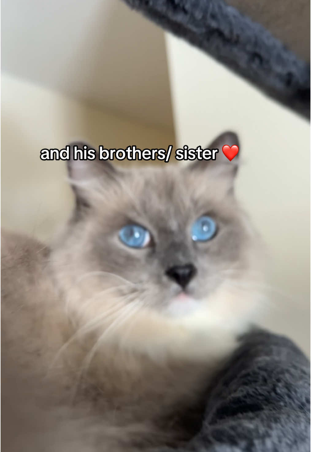 @lora&rsquo;s lil crew 🐈&zwj;⬛🫶🏼