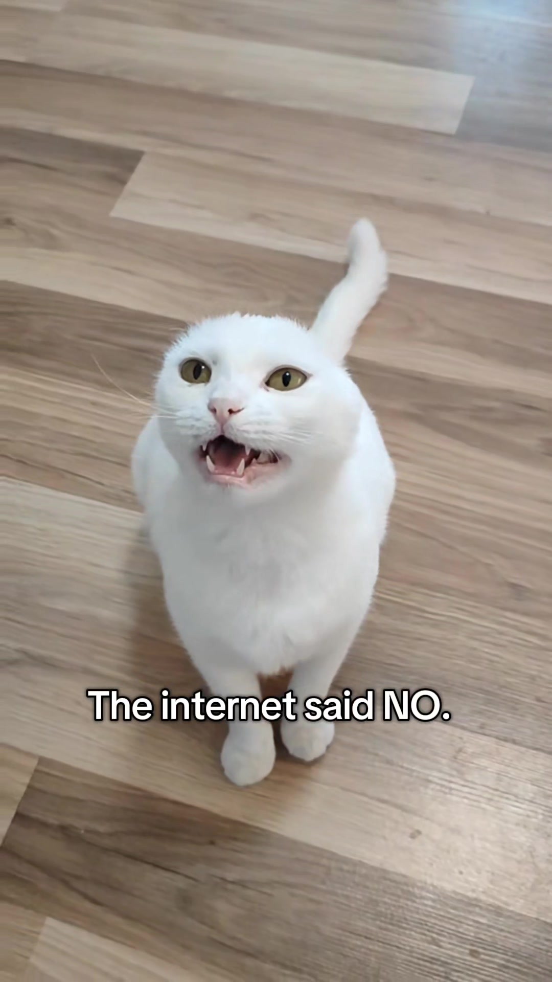 @Fluffy and Pixie