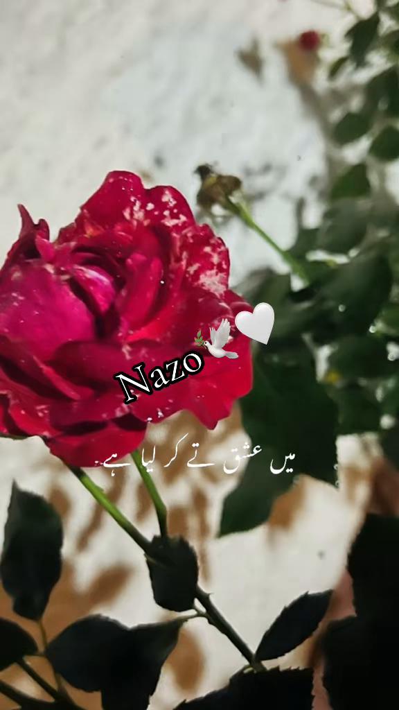 @sahar nazo 🕊️🤍