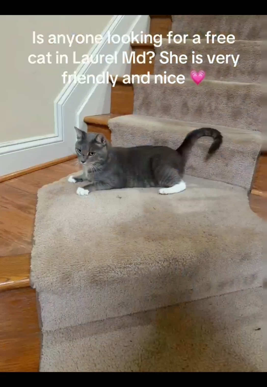 @𑣲𝒿