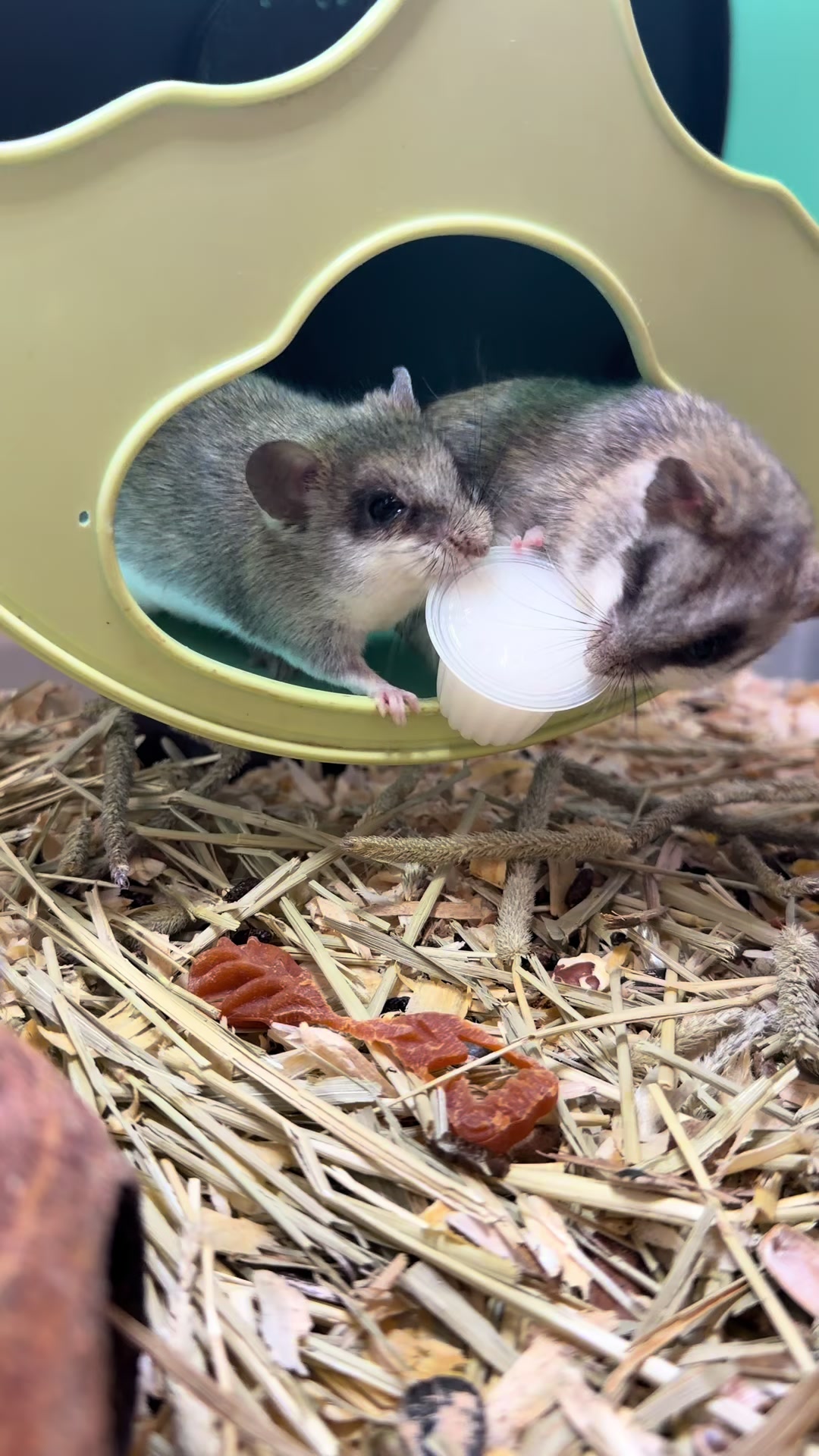 @Tiny Tails Mousery