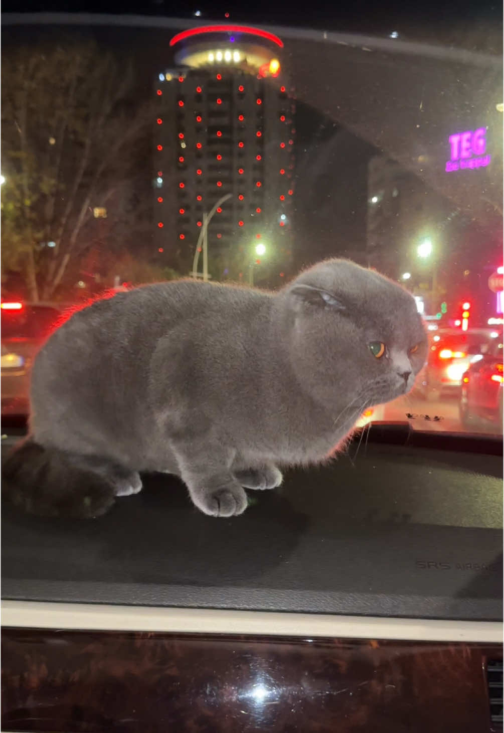 @BOBI🐈⬛