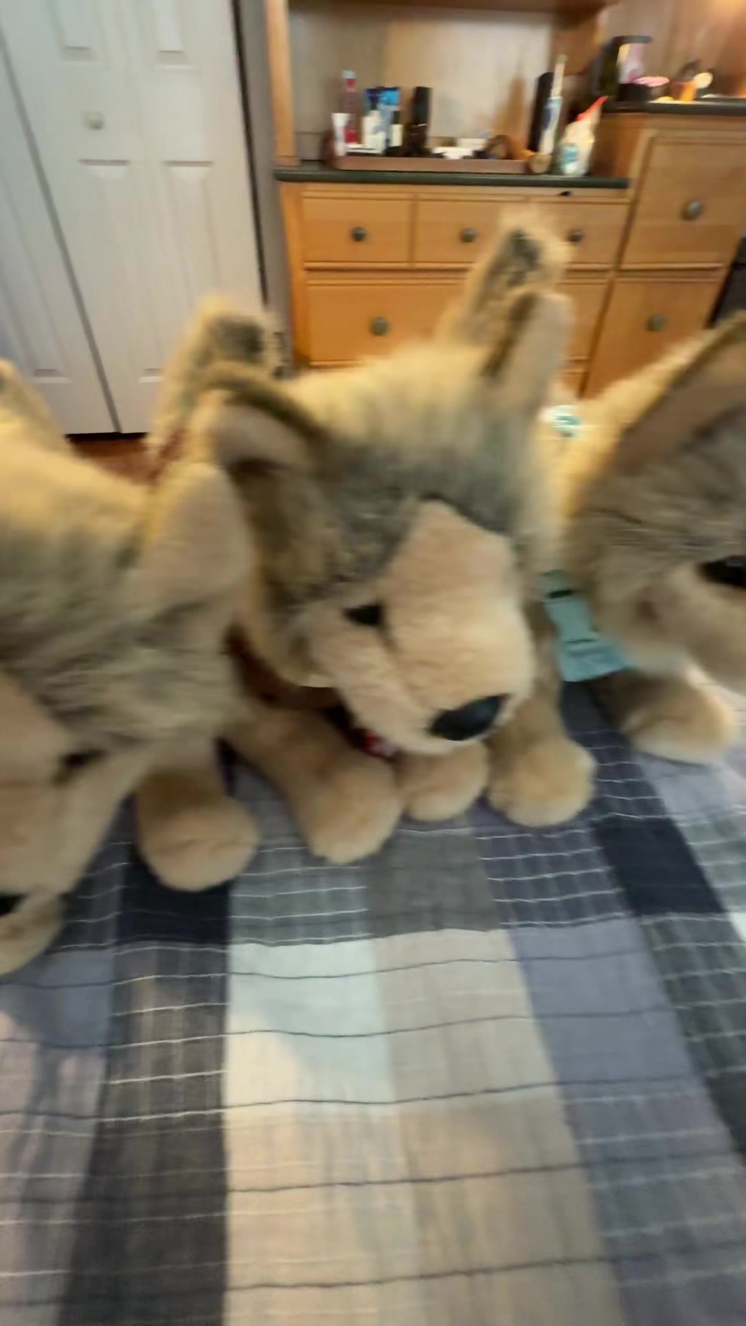 @Fl00fPawz✝️🐾