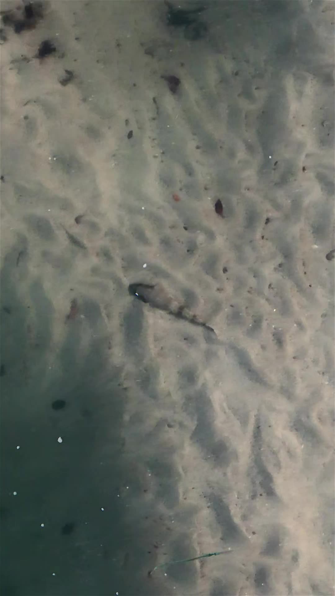 @JCsFishingShenanigans
