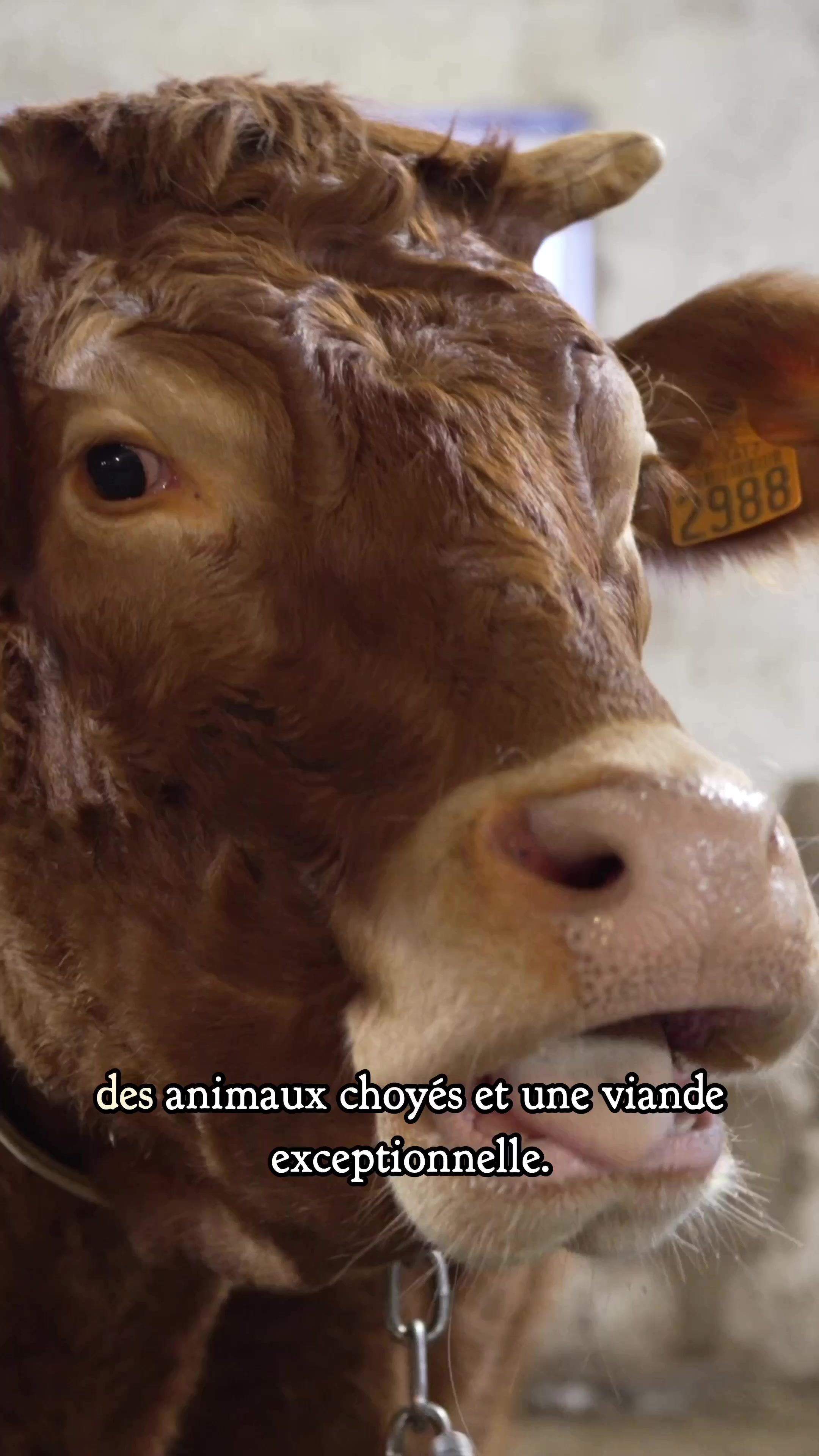 @Le Grand Gaulois