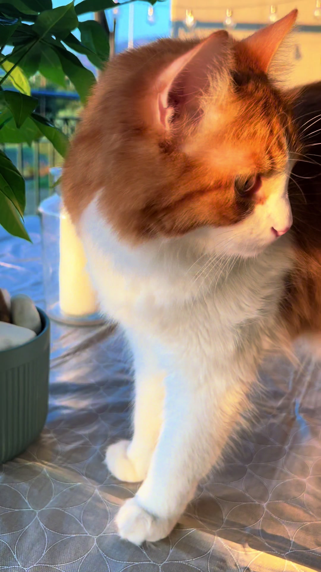 @Φανούρης ❤️🐈