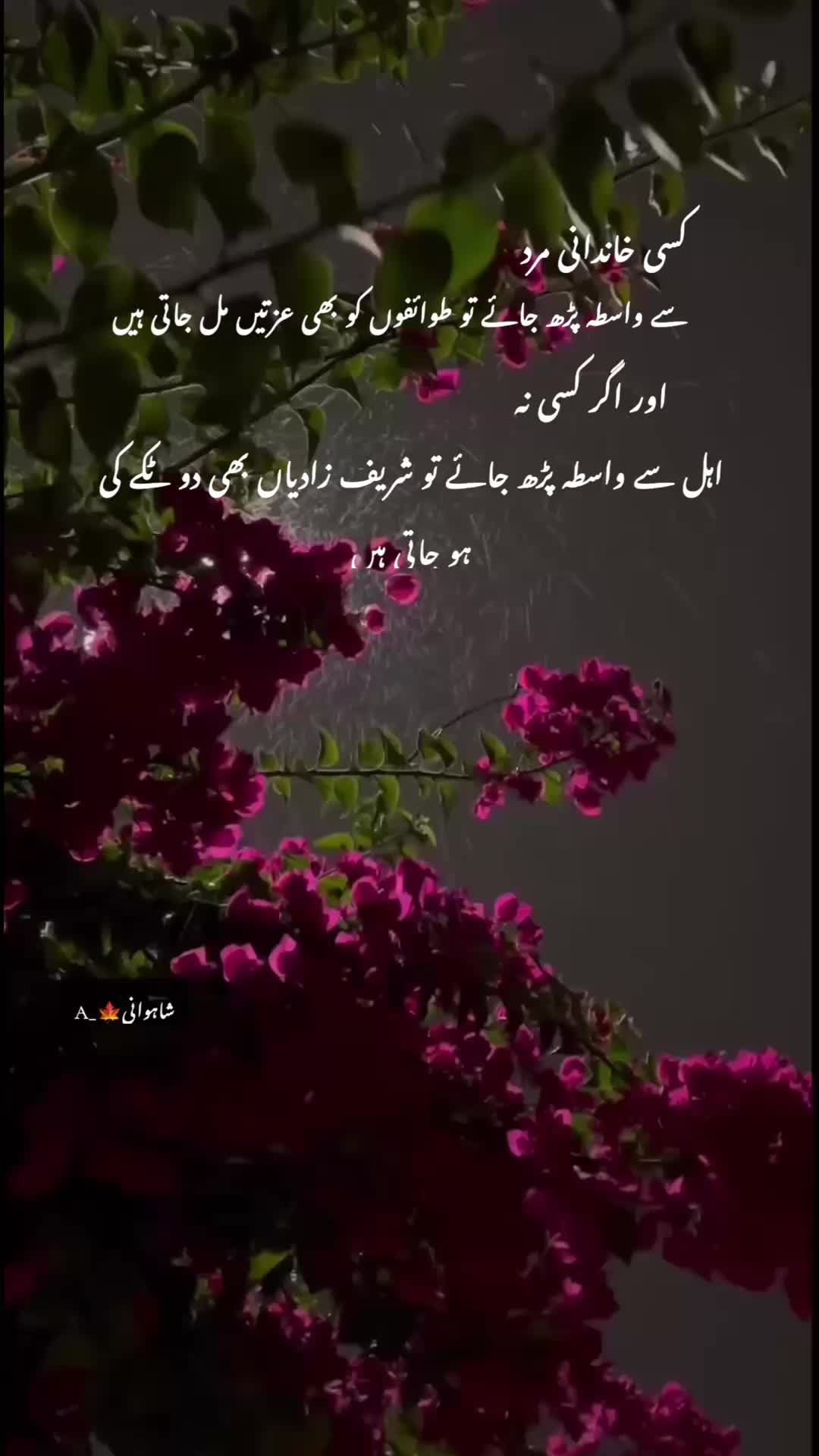 @⚜️BalOch_ZaDii⚜️
