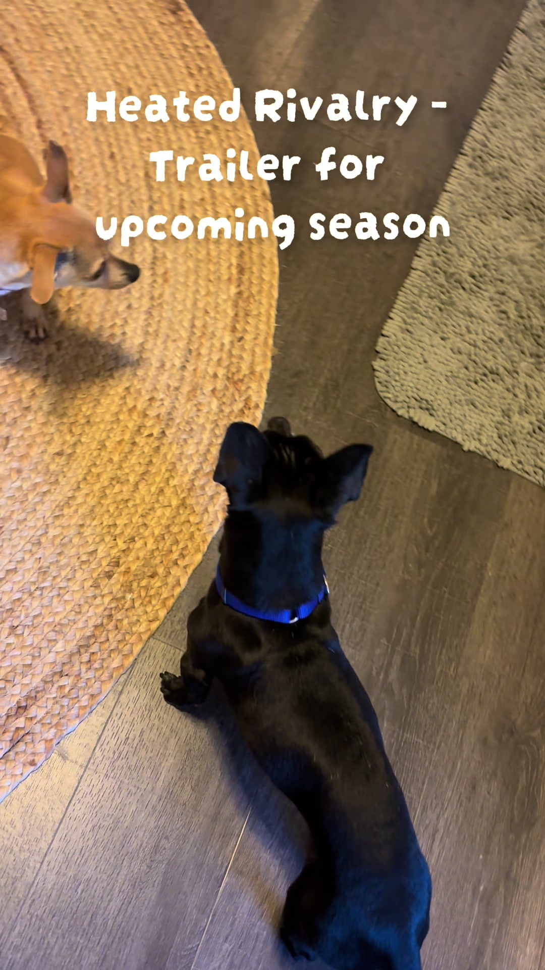 @LittleDog&Bogie