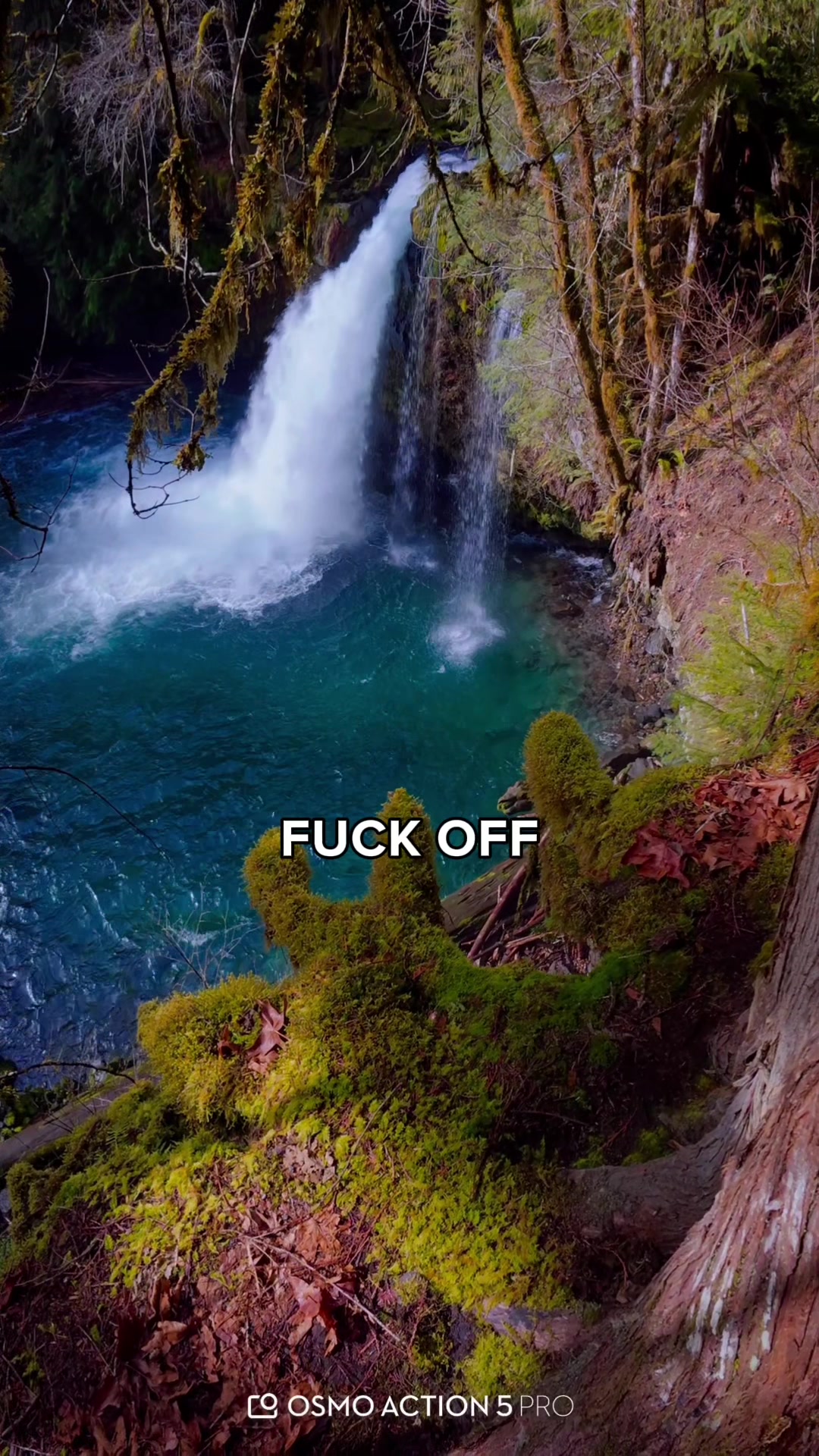 @Cat PNW | 🐈😶&zwj;🌫️🔥☠️🤪