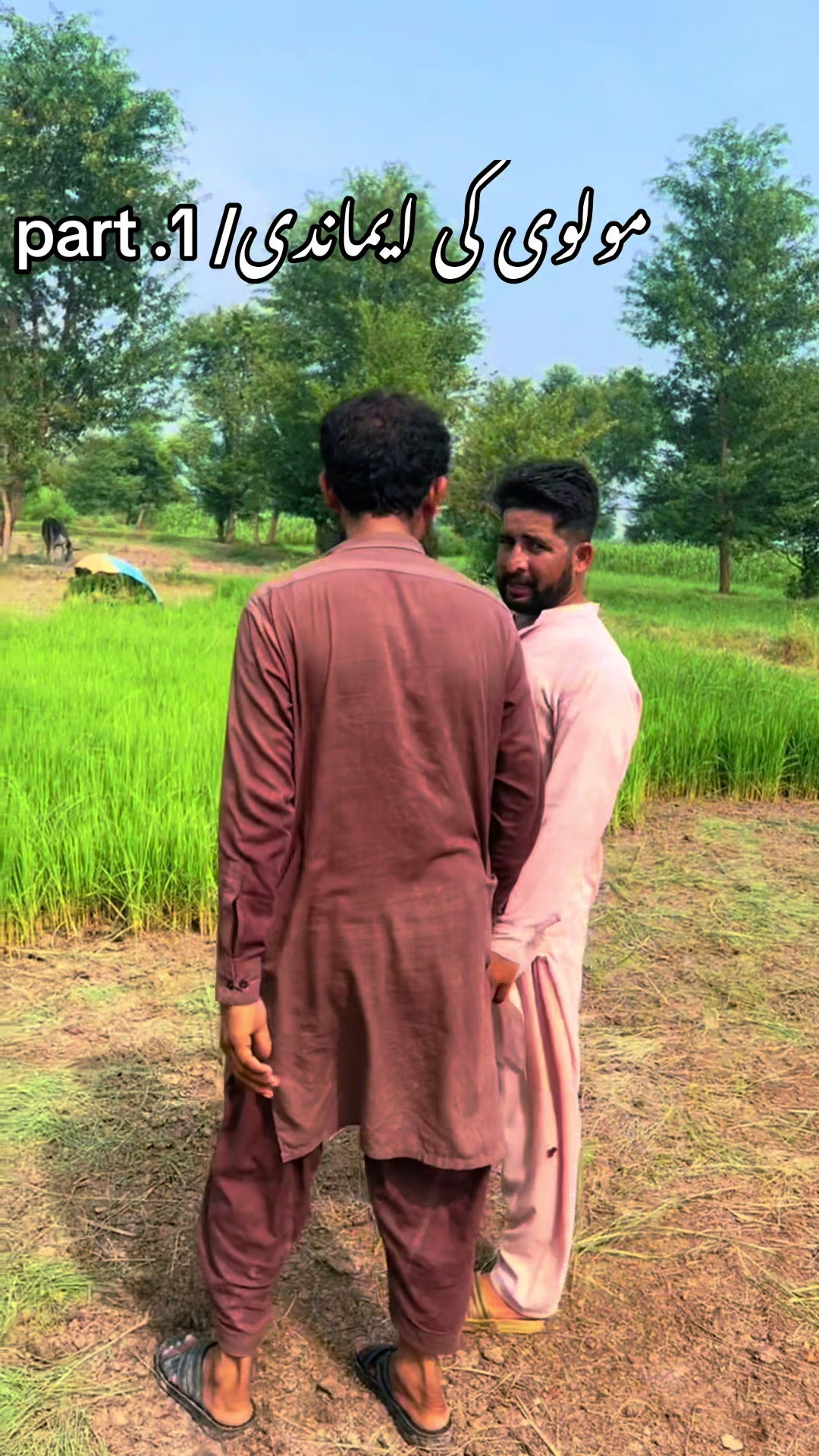 @پینڈو بوائز 378