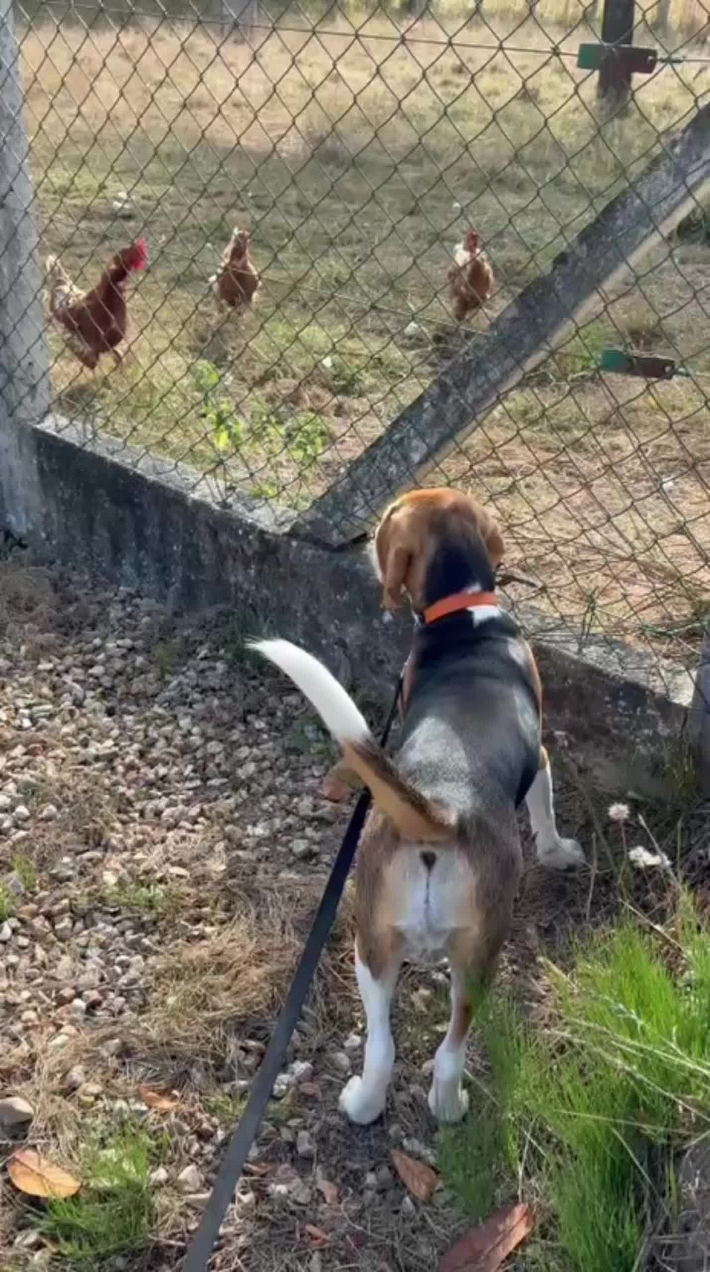 @Asko le Beagle💙