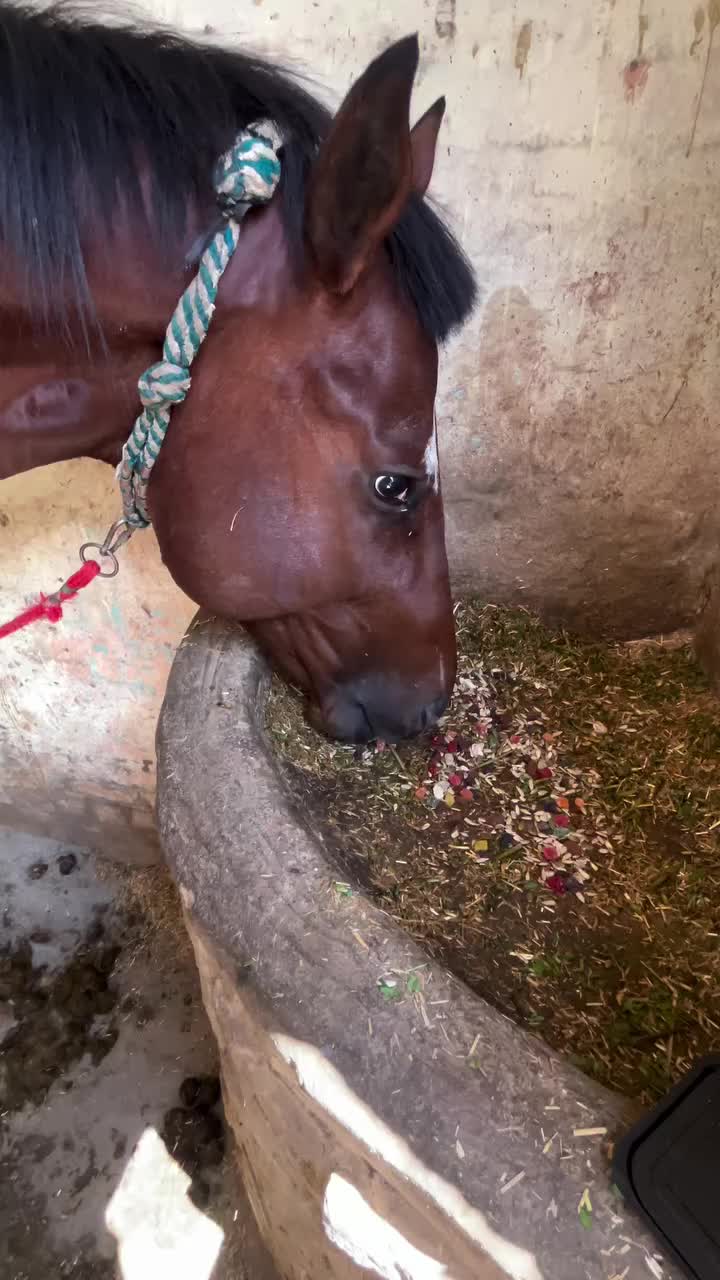 @horse 🐎