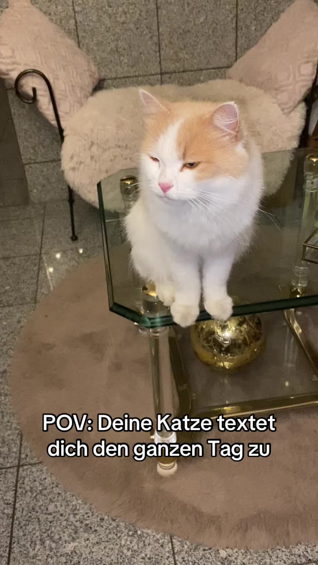 @POVs mit Rambo&Mausi