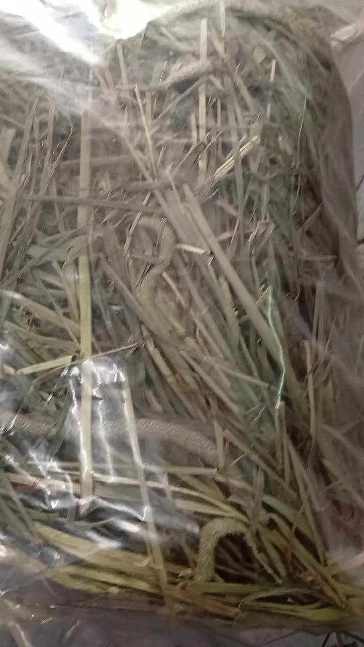 @Nhà Bé Lolo
