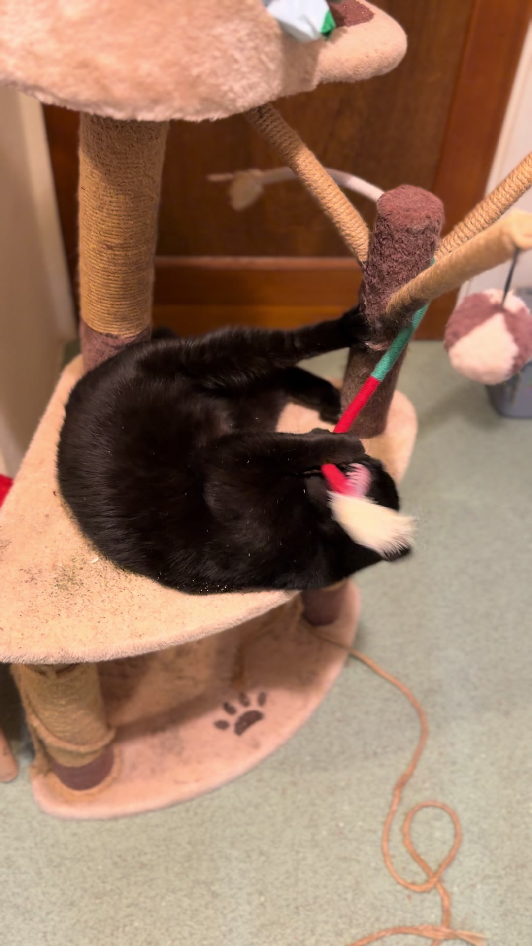 @Herongate Village Cattery