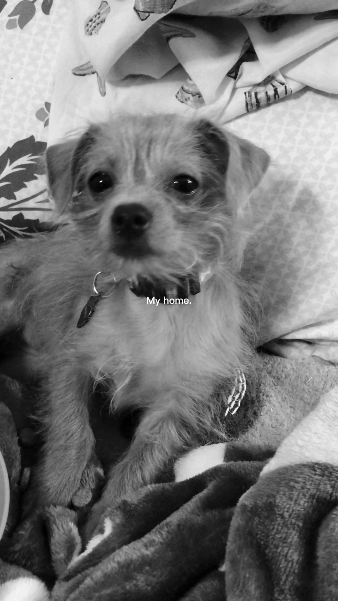 @Gillette the Puppy
