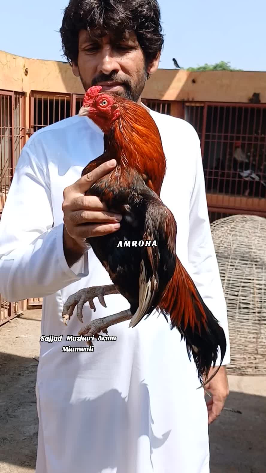 @Sajjad Aseel Farm