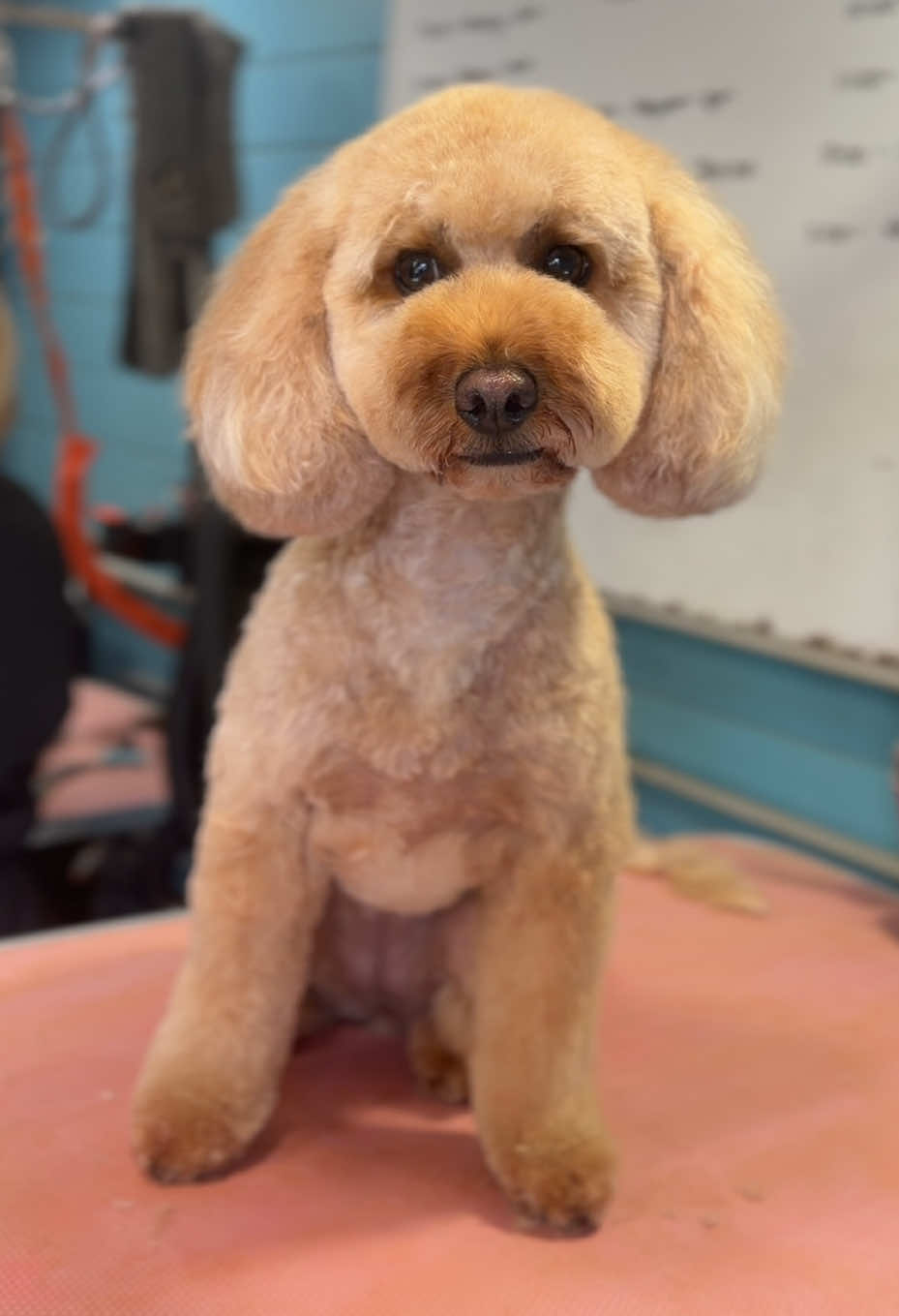 @hollyshoundsgrooming