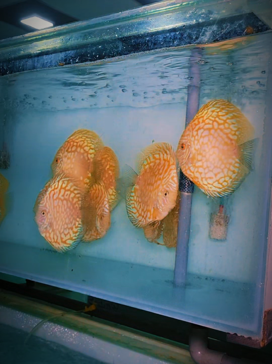 @Discus House Aquarium