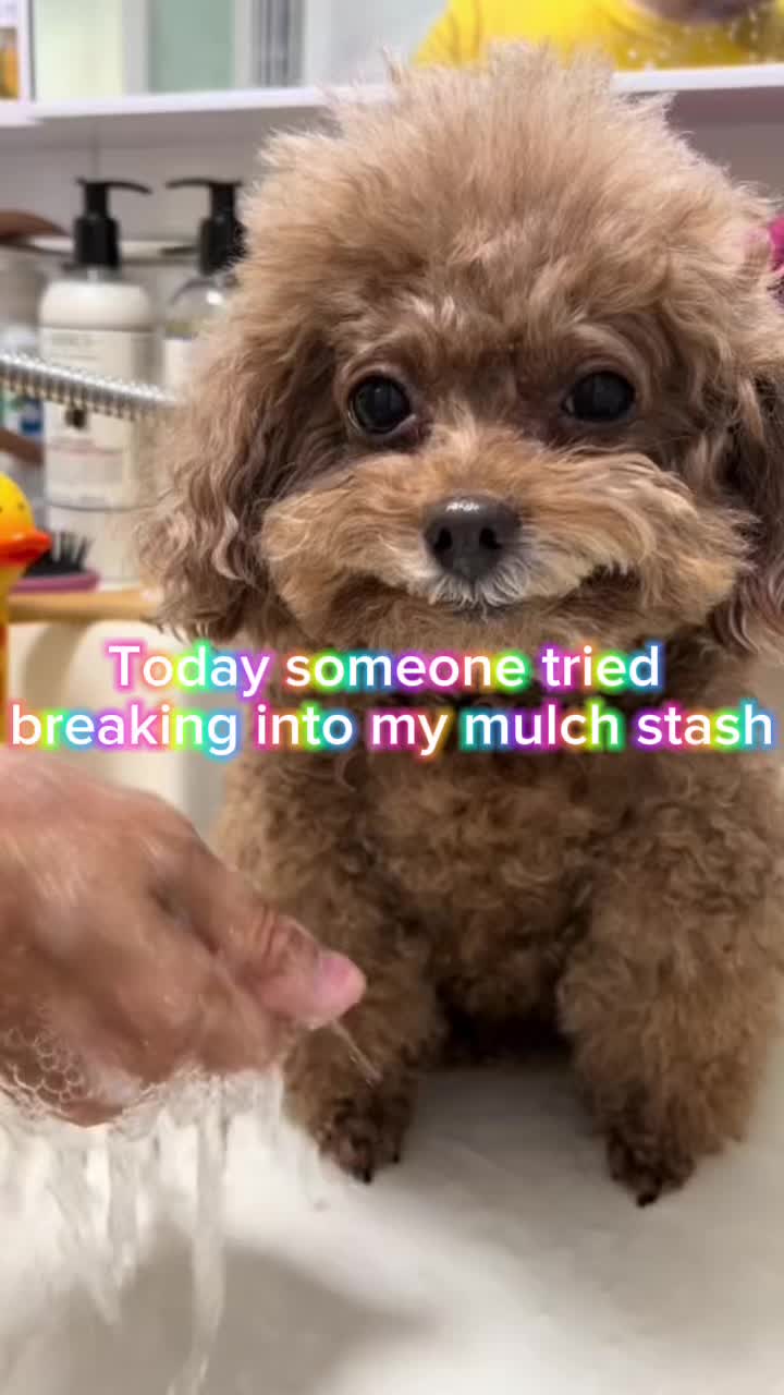 @mulch muncher