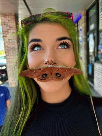 @din0kitten