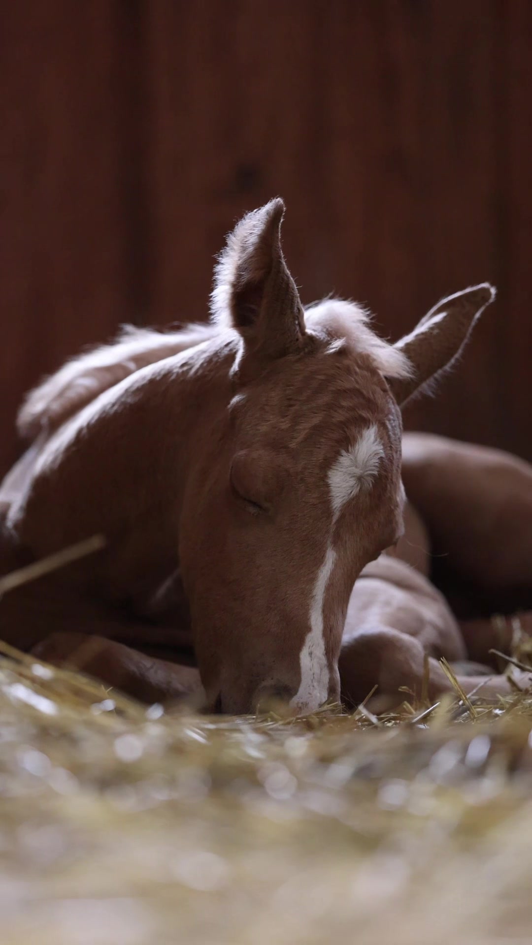 @Aubray | Equine Photographer