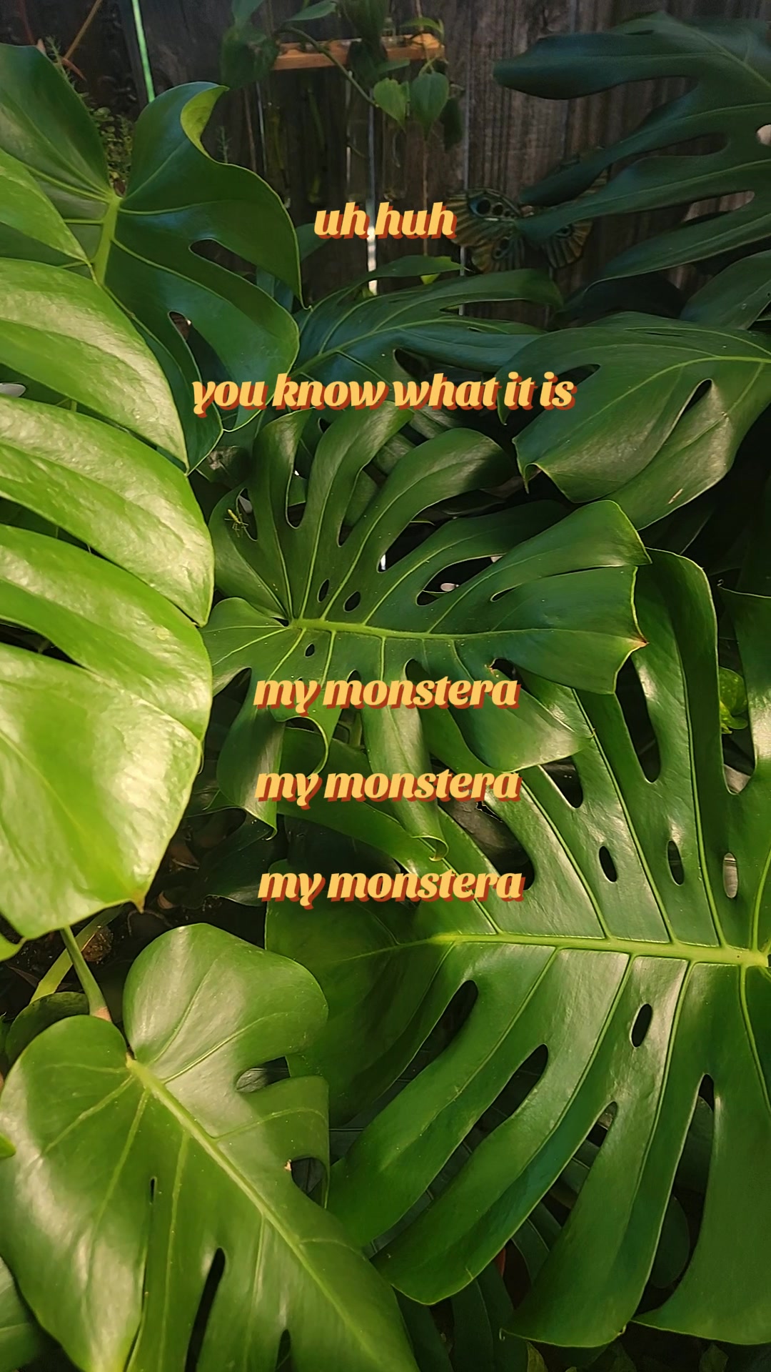 @✨️🌱lisa&bull;lila🌱✨️