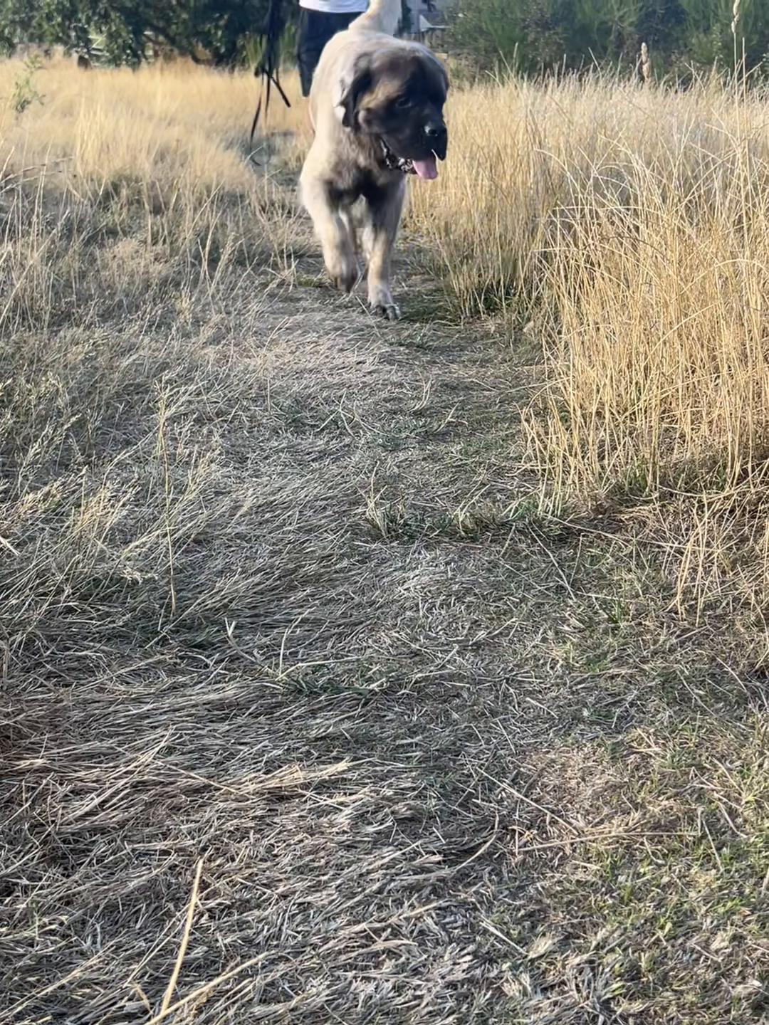 @💕Sara💕 SpartanMastiffs💕