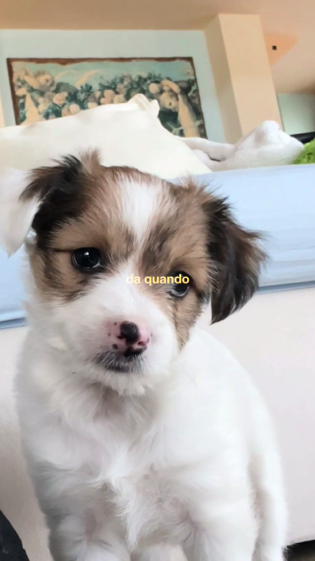 @lisetta