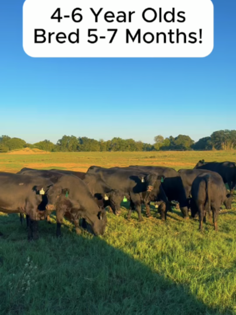 @Rutherford Land and Cattle
