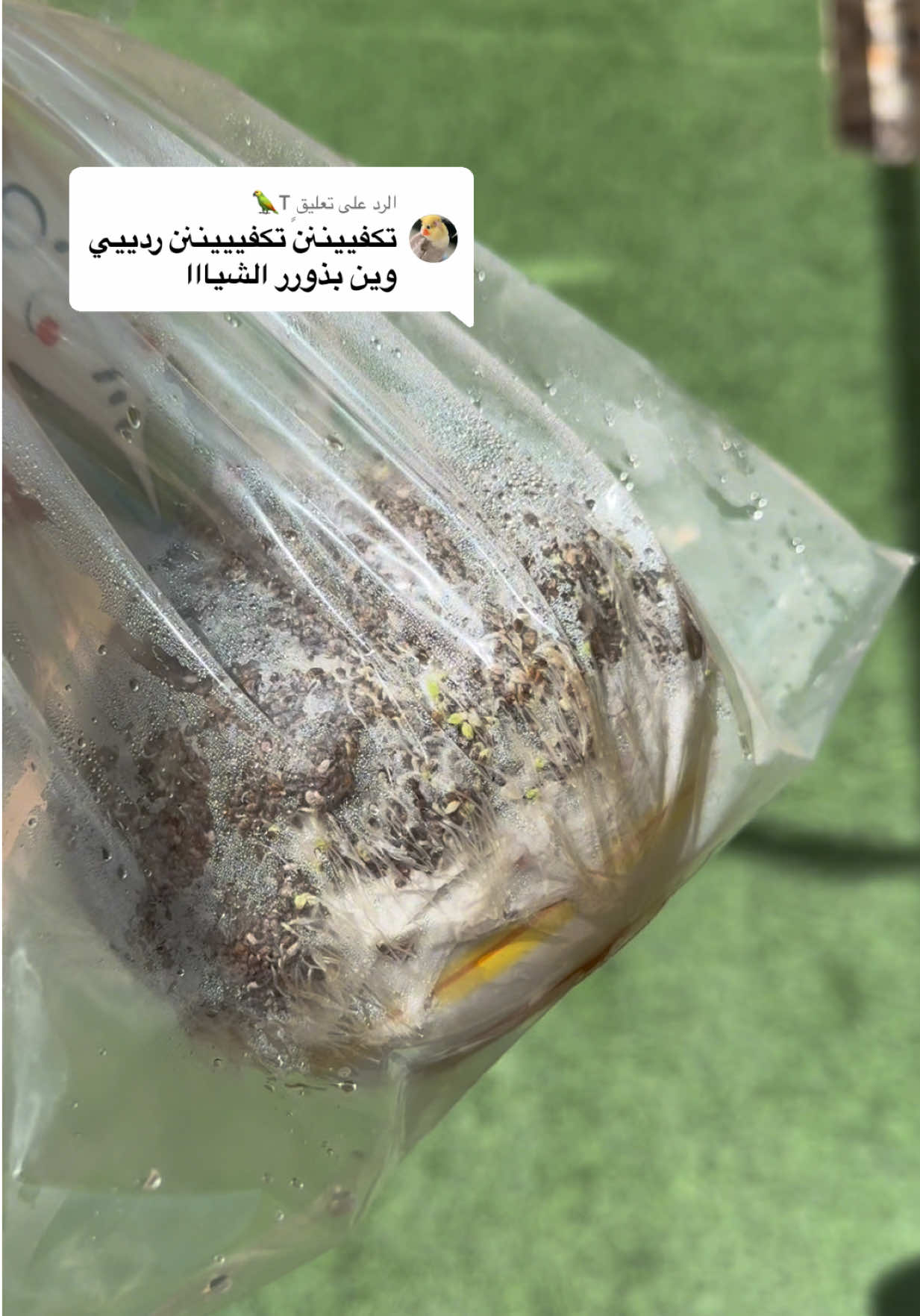 @وَرد سعــود 🌻| تبـوك