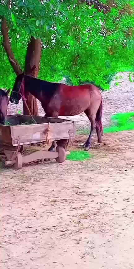 @Only Horse Video 🐴🐴