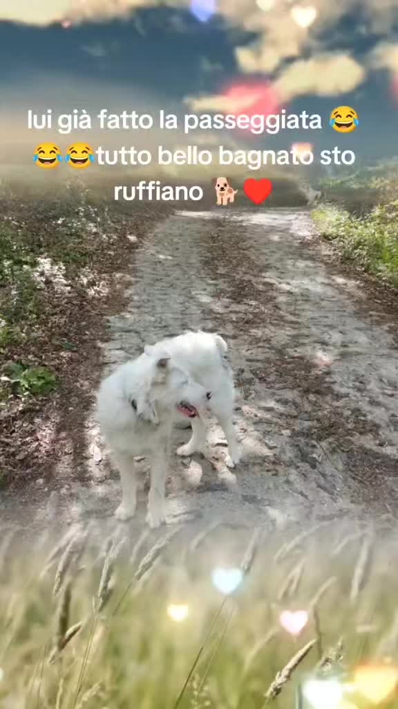 @Caterina.Zanni204