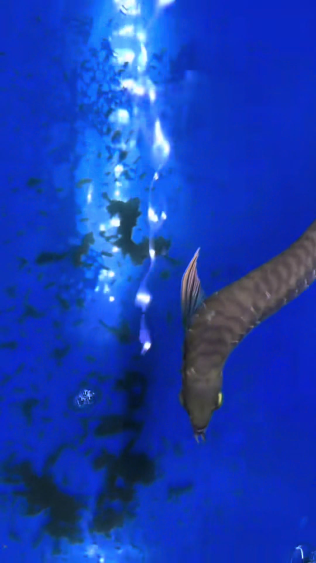 @MK AROWANA SPECIALIST