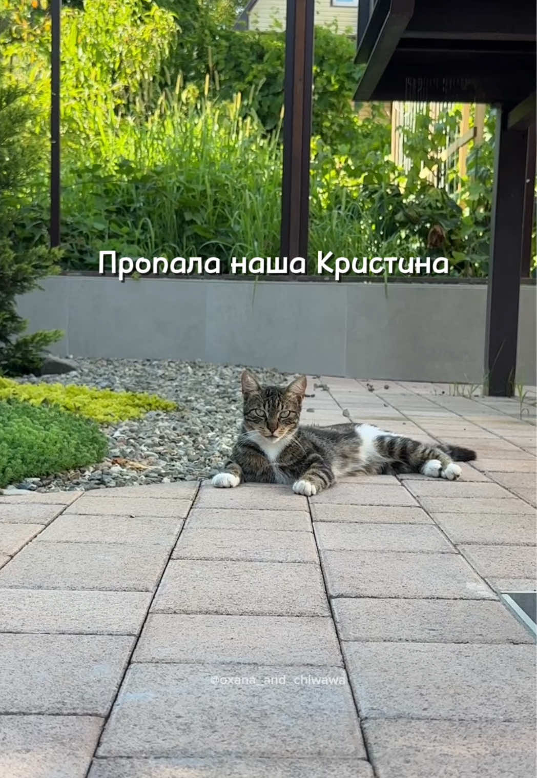 @Оксана & Чихуахуа Бонита